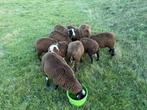 Diverse zwartbles ramlammeren te koop -goede afstamming, Dieren en Toebehoren, Mannelijk, Schaap
