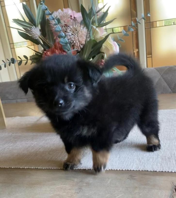 Super lief zwart pomchi reutje, Dieren en Toebehoren, Honden | Poolhonden, Keeshonden en Oertypen, Meerdere dieren, Overige rassen