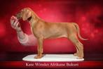 Fantastisch lieve en mooie pup Rhodesian Ridgeback, Parvo, Overige rassen, 8 tot 15 weken, Teef