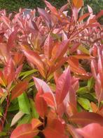 Photinia red Robin ideaal voor hagen, Ophalen of Verzenden, Zomer, Klimplanten, Halfschaduw