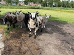 Hele beste ram! (  bonte dekram ), Dieren en Toebehoren, Schapen, Geiten en Varkens, Mannelijk, Schaap
