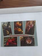 FLEURS DES PYRENEES  1978, Ophalen of Verzenden, 1960 tot 1980, Overige thema's