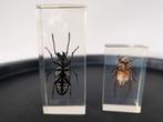 Insecten in hars - 2 stuks, Ophalen of Verzenden, Beeldje of Figuurtje