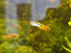 Super mooie endler guppen, guppies, guppie, guppy, aquarium, Dieren en Toebehoren, Vissen | Aquariumvissen, Vis, Zoetwatervis
