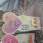 diverse fruit plant of bomen, Ophalen of Verzenden, Minder dan 100 cm, Lente