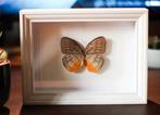 Vlinder in lijst, Ophalen of Verzenden, Nieuw, Insect, Opgezet dier