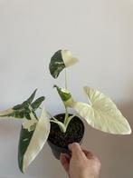 Alocasia Maccorizza Albo variegata, Huis en Inrichting, Kamerplanten, Overige soorten, In pot, Minder dan 100 cm, Groene kamerplant