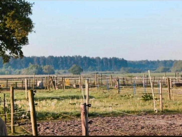 Wei voor 3 shetlanders Gezocht, Dieren en Toebehoren, Stalling en Weidegang