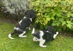 Hele vrolijke HEIDEWACHTEL x FRIESE STABIJ pups - teefjes, Nederland, CDV (hondenziekte), 8 tot 15 weken, Teef