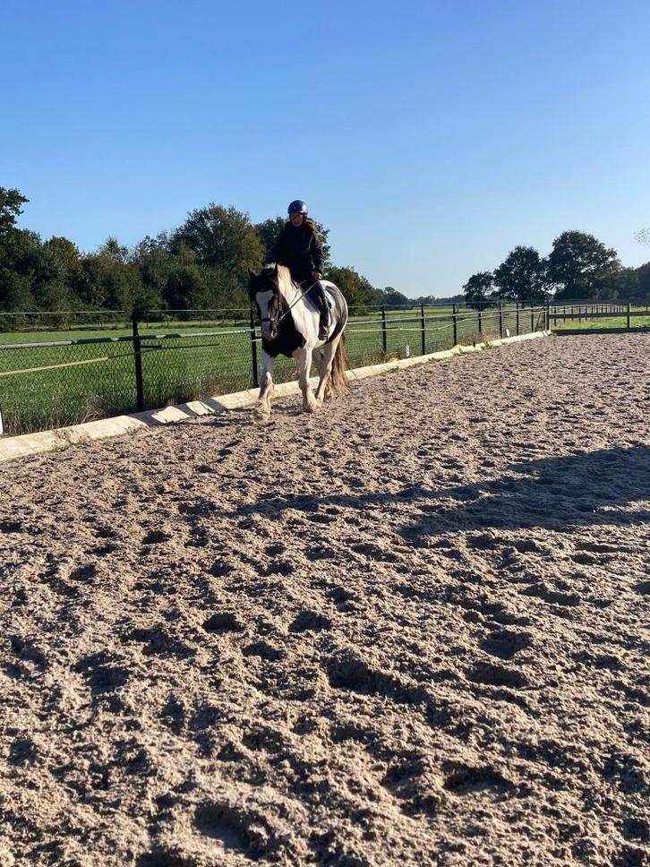 Hulp gevraagd bij verzorging paarden, Dieren en Toebehoren, Paarden en Pony's | Overige Paardenspullen, Nieuw, Overige soorten