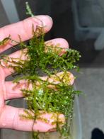 Vesicularia dubyana, javamos, Ophalen of Verzenden, Plant(en), Steen of Hout