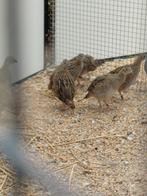 7 jonge europese patrijzen, Dieren en Toebehoren, Vogels | Overige Vogels, Meerdere dieren, Wildzangvogel, Geringd