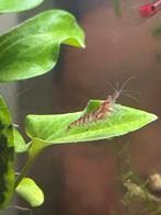Neocaridina garnalen, Dieren en Toebehoren, Vissen | Aquariumvissen, Kreeft, Krab of Garnaal