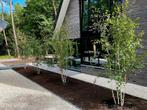 Betula utilis 'Doorenbos' meerstam berk🌿, Ophalen, Bloeit niet, Volle zon, Overige soorten