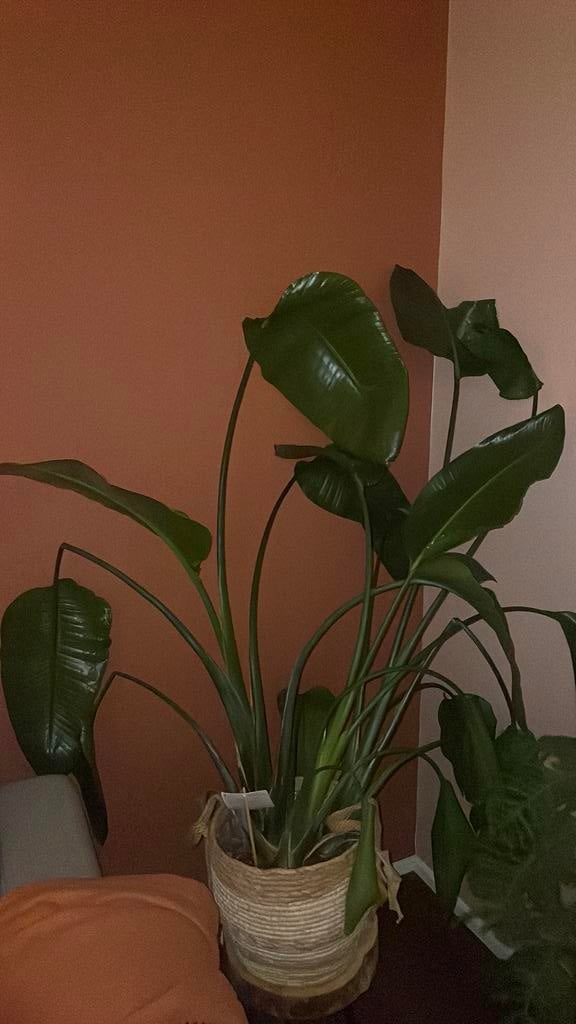 Strelitzia nicolai, Ophalen