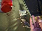 2 mannelijke dwerg ratjes, Dieren en Toebehoren, Knaagdieren, Rat, Mannelijk, Mei, Tam