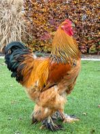 Brahma haan, Dieren en Toebehoren, Pluimvee, Mannelijk, Kip