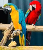 PAPEGAAIEN INKOOP VAN ALLE SOORTEN VOGELS!, Meerdere dieren, Papegaai
