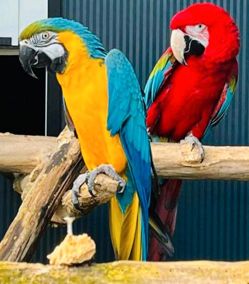 PAPEGAAIEN INKOOP VAN ALLE SOORTEN VOGELS!, Dieren en Toebehoren, Vogels | Parkieten en Papegaaien, Papegaai, Meerdere dieren