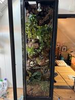 Terrarium instapklaar (zonder slang), Dieren en Toebehoren, Reptielen en Amfibieën | Toebehoren, Ophalen, Zo goed als nieuw, Terrarium of Paludarium