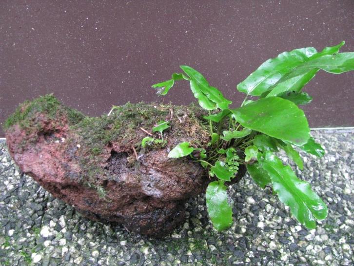 unieke lavasteen met groenblijvende tong varen vijver plant, Tuin en Terras, Vijver-toebehoren, Nieuw, Ophalen