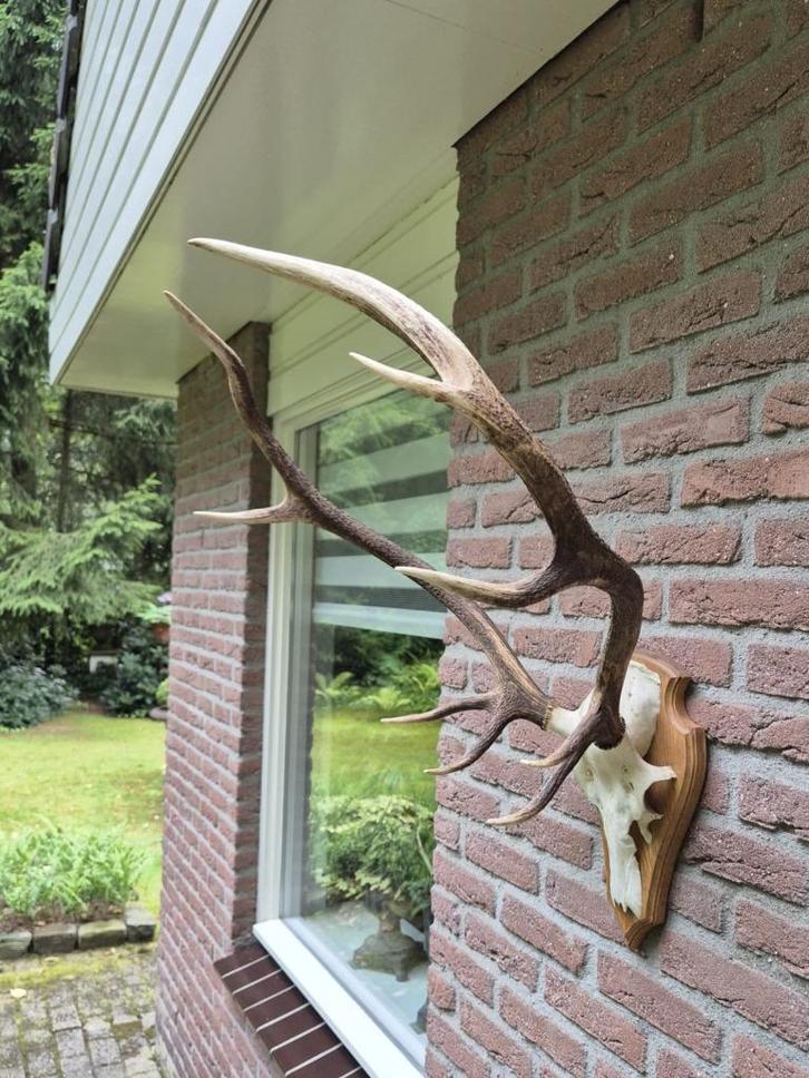 Mooi Groot Edelhert Gewei Echte Schedel Jacht Mancave c89, Verzamelen, Dierenverzamelingen, Gewei of Kop, Hert, Ophalen