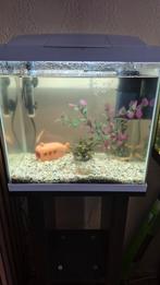30 liter aquarium op standaard 5 goudvissen + pomp, Ophalen, Zo goed als nieuw, Gevuld zoetwateraquarium