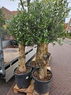 Magnolia struik / beverboom meerstammig Kobus - 2 voor €100, Tuin en Terras, Ophalen of Verzenden, Overige soorten, 100 tot 250 cm