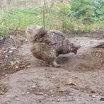 Zijdehoender hennen, Dieren en Toebehoren, Vrouwelijk, Kip