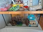 Hamster terrarium 80 x 40 x 40, 75 tot 110 cm, Ophalen, Minder dan 60 cm, Hok