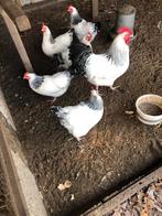 Sussex columbia groot ras, Dieren en Toebehoren, Pluimvee, Meerdere dieren, Kip