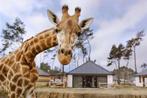 2 tickets safaripark beekse bergen, Tickets en Kaartjes, Twee personen, Ticket of Toegangskaart