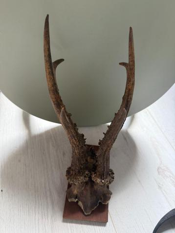Herten Gewei - Authentieke Woondecoratie beschikbaar voor biedingen