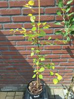 Ratel populier, Tuin en Terras, Planten | Bomen, Overige soorten, Minder dan 100 cm, Zomer, Ophalen