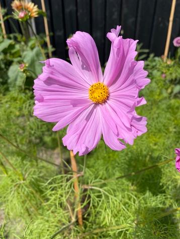 Cosmea Fizzy Pink beschikbaar voor biedingen