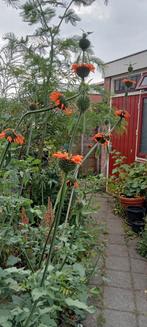 Leonotis nepetifolia - Klip Dagga zaden, Ophalen of Verzenden, Voorjaar, Volle zon, Zaad