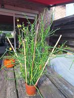 Potloodplant, Ophalen, Vetplant, Halfschaduw, Minder dan 100 cm