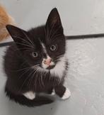 Wie o wie komt mij ophalen?, Dieren en Toebehoren, Katten en Kittens | Overige Katten