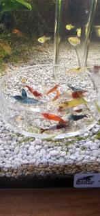 Neocaridina mix., Kreeft, Krab of Garnaal