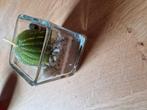 CACTUS KAARSJE, Ophalen of Verzenden, Nieuw, Overige materialen, Minder dan 25 cm