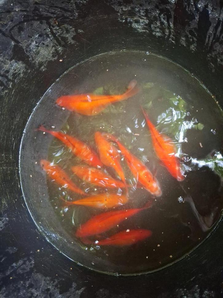 Mooie gezonde grote goudvissen sarasa en ook kleine aanwezig, Dieren en Toebehoren, Vissen | Vijvervissen, Goudvis(sen)