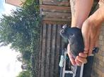 Scherens_Vangrambere zwarte  doffer, Dieren en Toebehoren, Vogels | Duiven, Mannelijk, Postduif