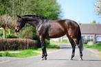 3 jarige brave KWPN merrie, Merrie, Gechipt, Dressuurpaard, Zadelmak