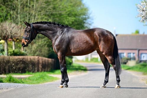 3 jarige brave KWPN merrie, Dieren en Toebehoren, Paarden, Merrie, Zadelmak, 160 tot 165 cm, 3 tot 6 jaar, Dressuurpaard, Met stamboom