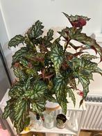 Begonia Sherwood Forest stekje, Ophalen of Verzenden, Halfschaduw, Minder dan 100 cm
