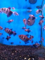 Zwarte tetra 1,75 pst desgewenst bezorgd aan huis, Vis, Zoetwatervis, Schoolvis