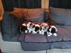 Prachtige Welsh Corgi Cardigan Pups, Dieren en Toebehoren, Honden | Herdershonden en Veedrijvers, Overige rassen, CDV (hondenziekte)