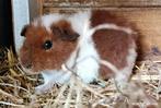 Te koop u.s. teddy cavia, Dieren en Toebehoren, Knaagdieren, Cavia, Mannelijk, Juli, Tam