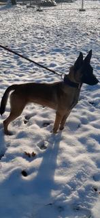 Zeer mooie goudeerlijke mechelse herder teef van 13 maand, Parvo, 1 tot 2 jaar, Teef, Meerdere