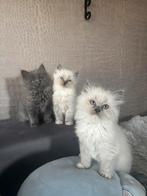 Ragdol kittens, Dieren en Toebehoren, Poes, Gechipt